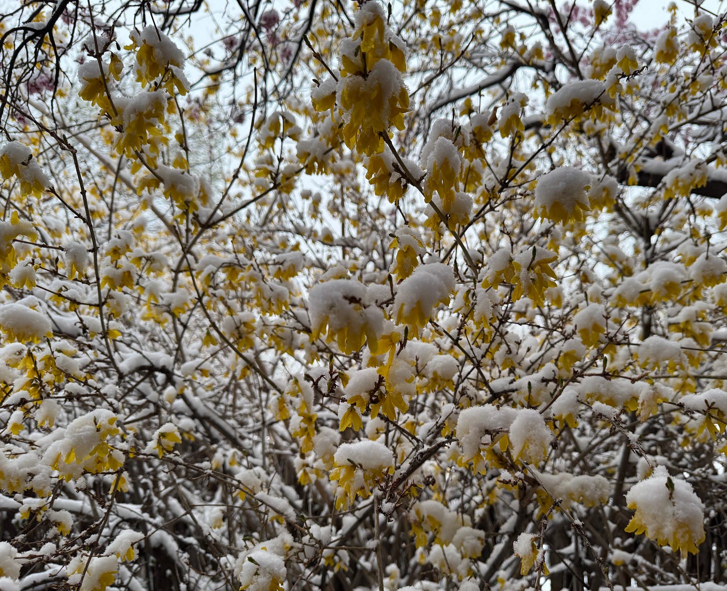 yellow blossoms on a tree covered with fresh snow representing the nature of spring