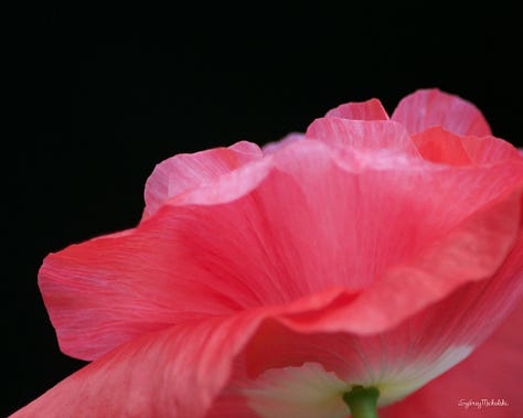 A selection of images shows: a pale pink poppy with dew; a bright pink poppy with black background; a sunflower petal close-up.