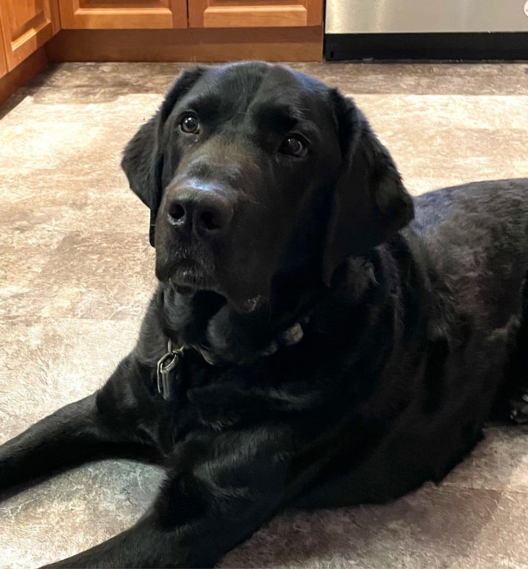 a black lab laying on the floor, looking at the camera