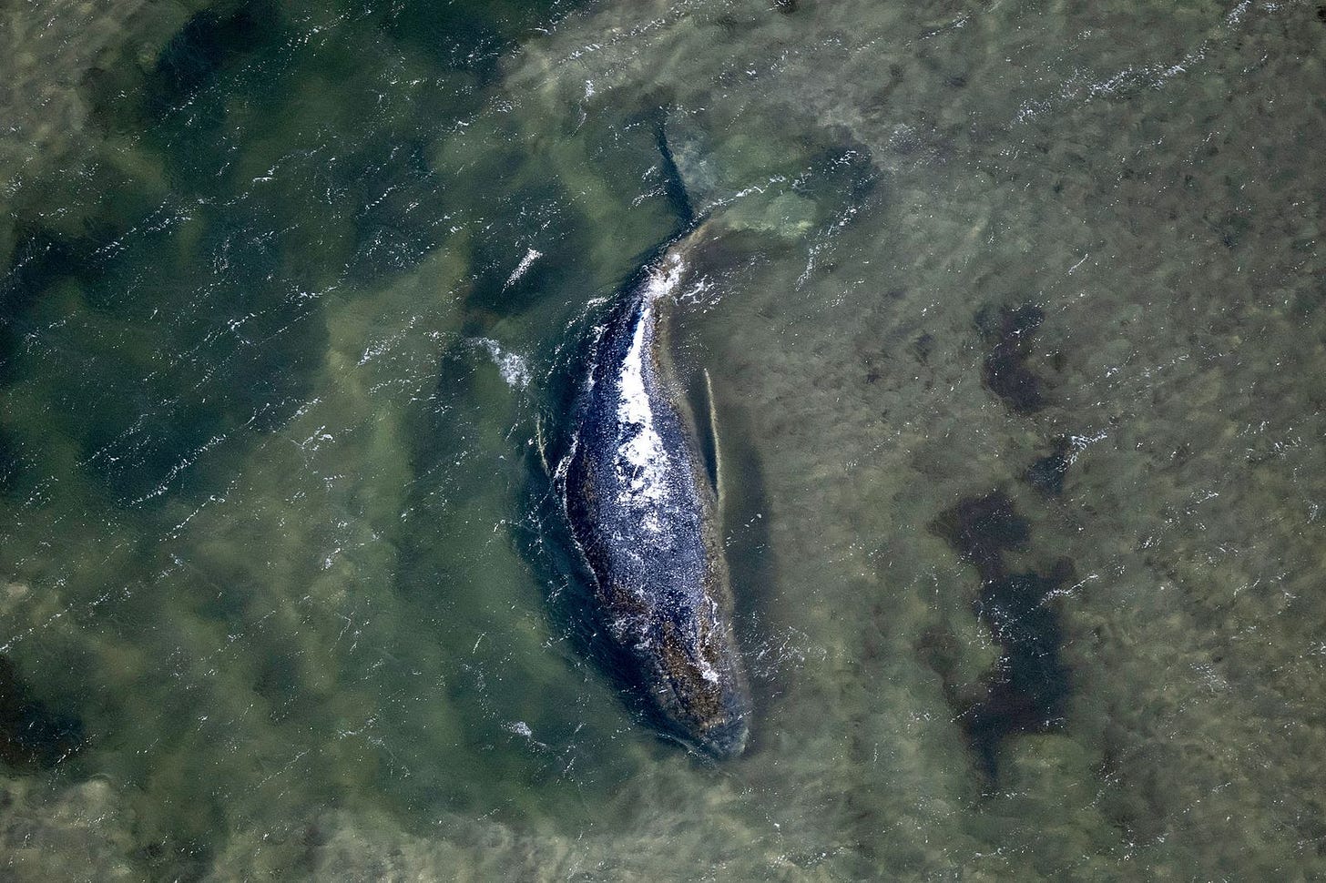 The Strange Saga of Timmy, the Stranded Humpback Whale | The New Yorker