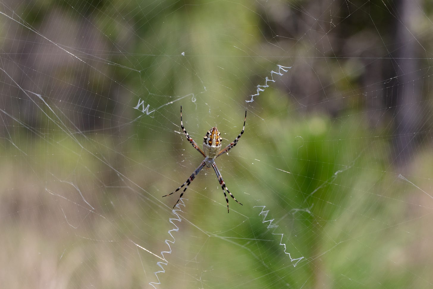 A large black, white, gold, and brown spider in the middle of a web. Towards the middle of the spiderweb, there is thicker, more visible white web that forms zigzag lines. Four of these lines form an X-shape, and the spider sits in the middle of them.