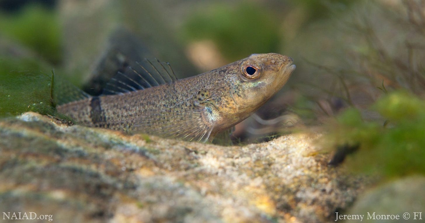 Snail Darter