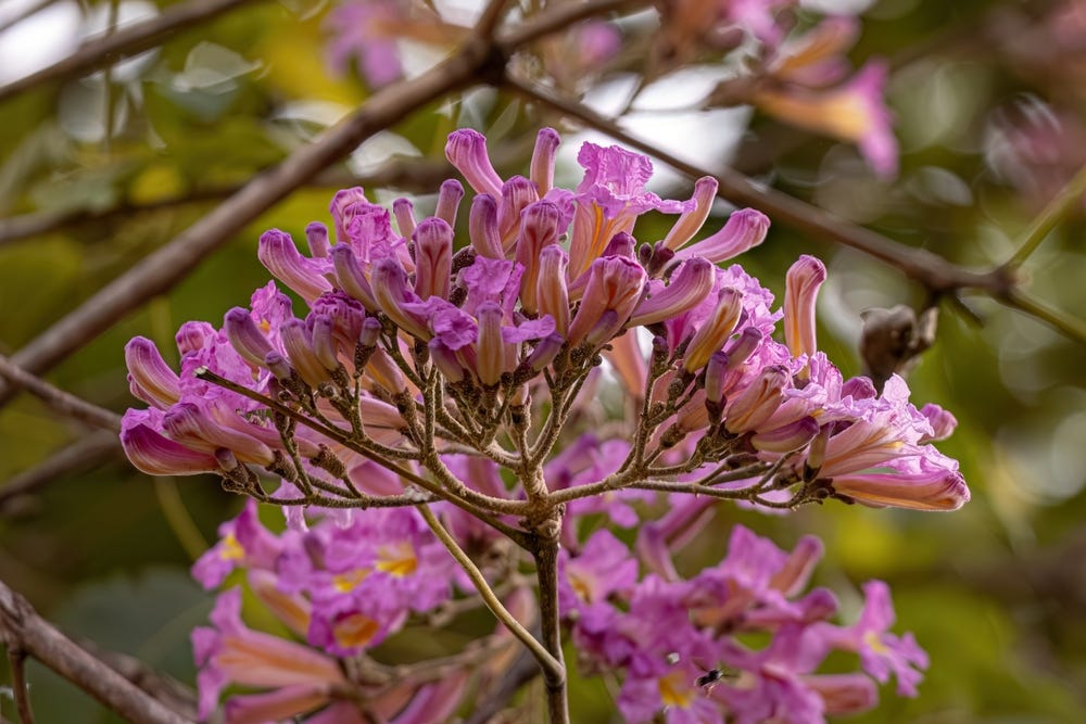 Flowers of Pau d'arco (Handroanthus impetiginosus)
