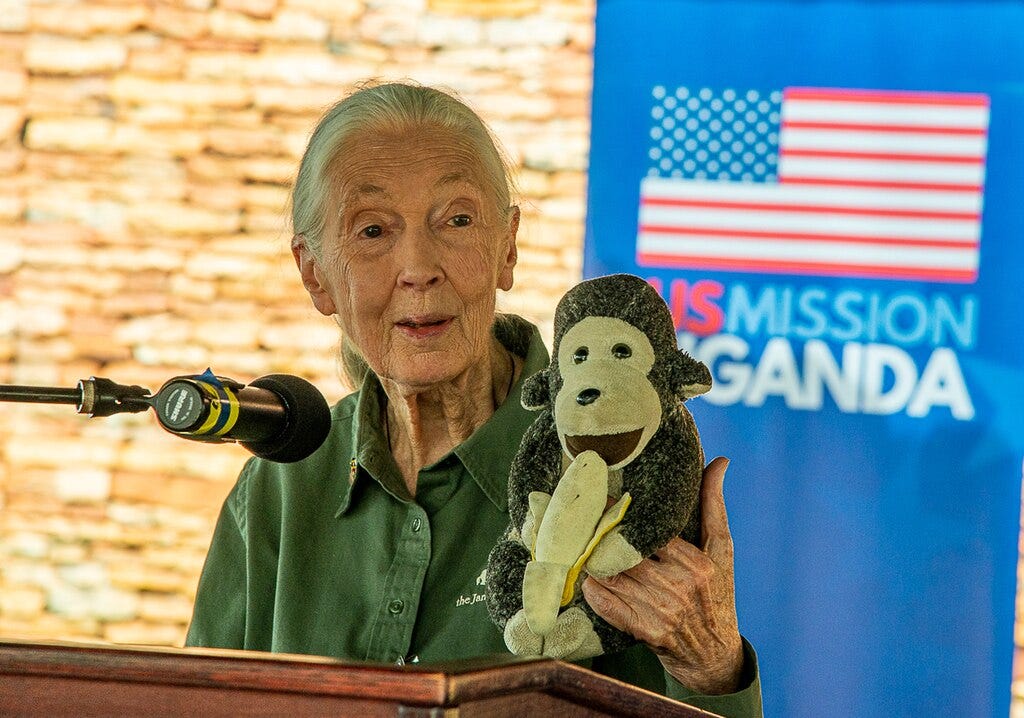 Jane Good Rip RIP JANE GOODALL - by Heather King
