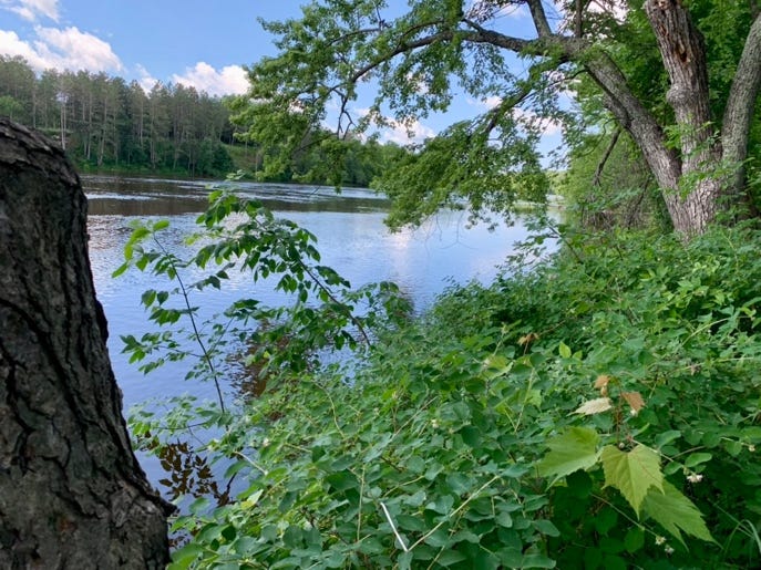 A river with trees and bushes

Description automatically generated
