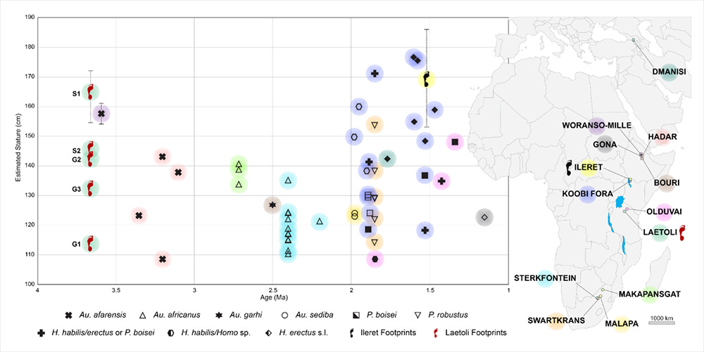 Chart with stature estimates of fossil hominins plotted against time, and a map of Africa denoting site locations Chart with stature estimates of fossil hominins plotted against time, and a map of Africa denoting site locations