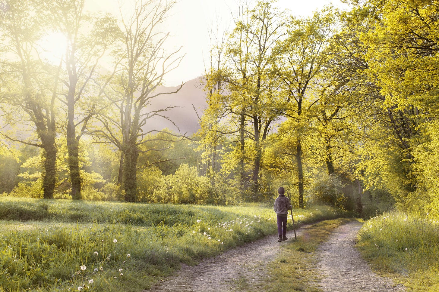 Person walking on a sunlit path through a forest with trees in vibrant yellow foliage. A serene and peaceful atmosphere. Person walking on a sunlit path through a forest with trees in vibrant yellow foliage. A serene and peaceful atmosphere.