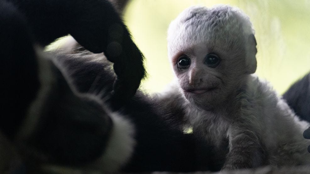 Woodland Park Zoo is celebrating the birth of a black and white colobus monkey, born on June 15 to second-time mom Mokiki.(Jeremy Dwyer-Lindgren/Woodland Park Zoo)