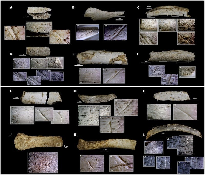 Selected bone fragments showing marks left by Homo floresiensis and Komodo dragons