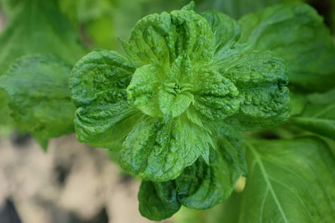 shiso plants