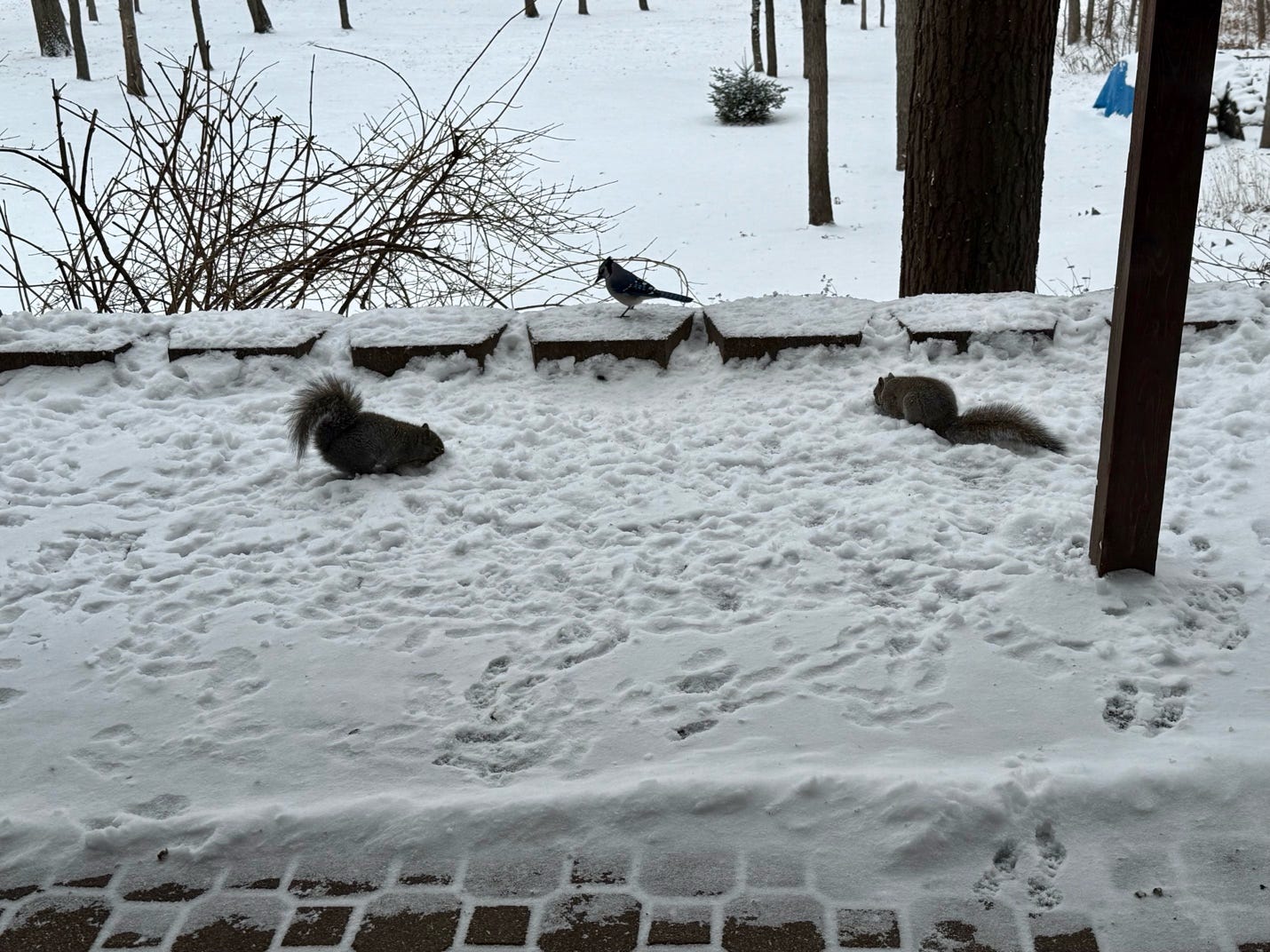 A group of squirrels in the snow

Description automatically generated