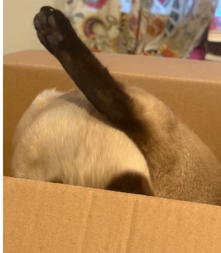 siamese cat in box washing herself; head is below the cardboard rim, one leg is sticking straight up. not very dignified siamese cat in box washing herself; head is below the cardboard rim, one leg is sticking straight up. not very dignified