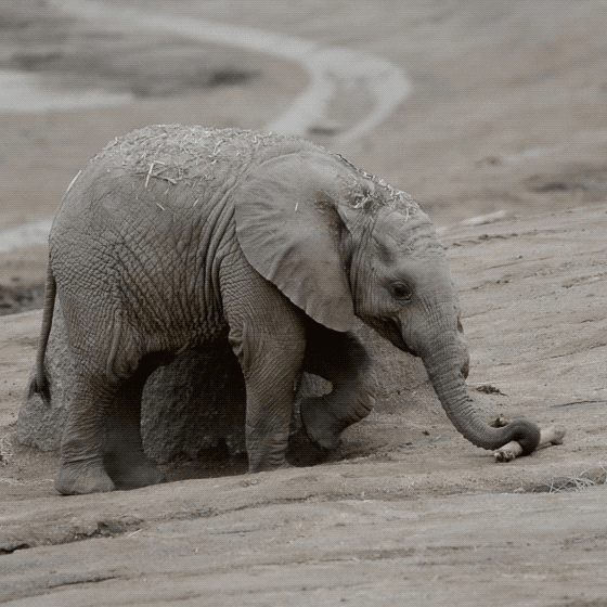 GIF animata di un cucciolo di elefante che cammina su un terreno sabbioso e, con la proboscide, afferra e muove un bastone.