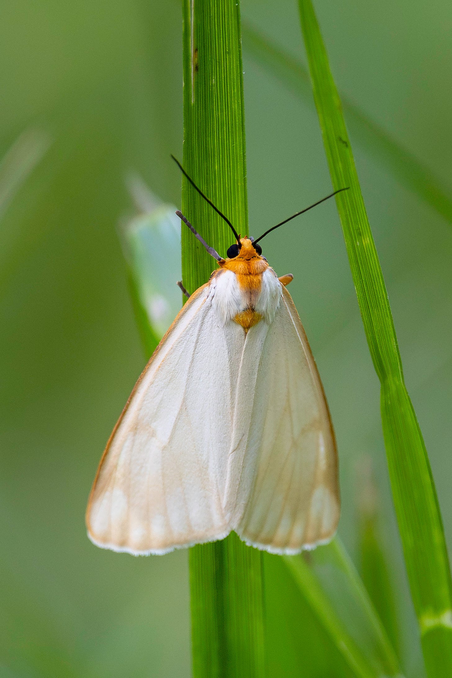A tiny white moth with an orangish-tan head, shoulders and border on its wings and black eyes, legs and antennae is perched on a single blade of green grass against a blurred green background on a sunny summer day.