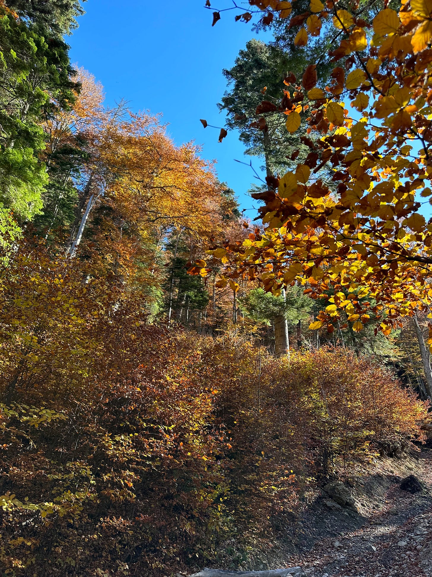 In the Ciucas Mountains near Brasov