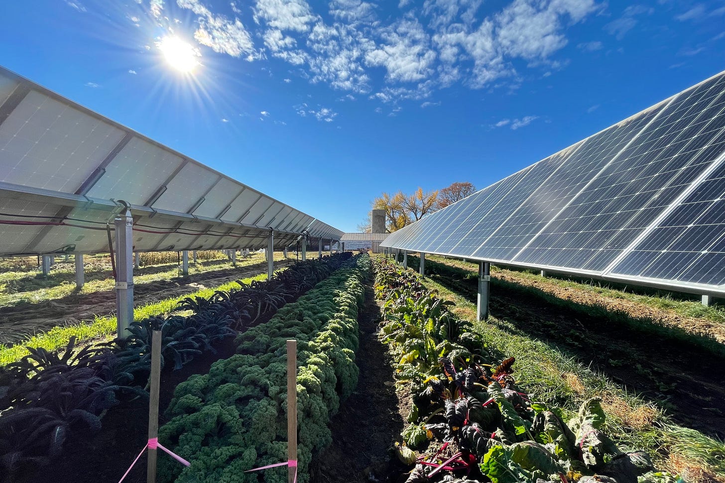 This Colorado 'solar garden' is a farm under solar panels : NPR
