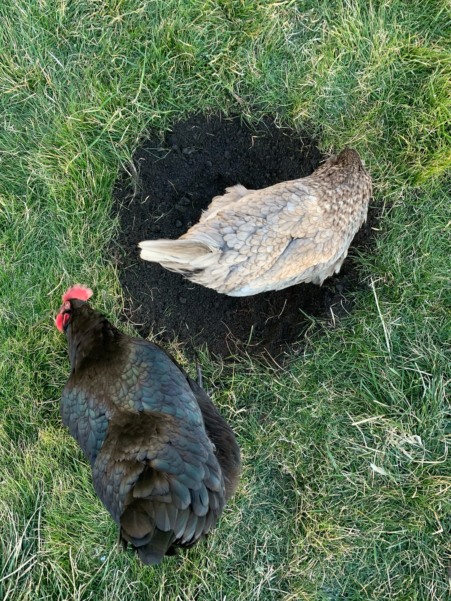 From above, two chickens are pictured. One has light, mottled grey and beige feathers, and one has dark feathers. They appear to be inspecting the black dirt where a tree was recently planted, surrounded by lush green grass. From above, two chickens are pictured. One has light, mottled grey and beige feathers, and one has dark feathers. They appear to be inspecting the black dirt where a tree was recently planted, surrounded by lush green grass.