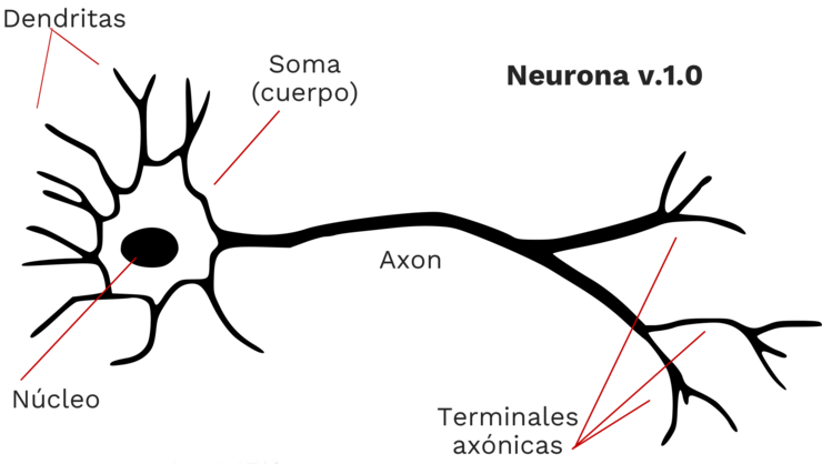 Neurona 