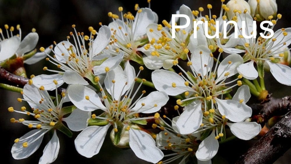 80-trees-shrubs 10.jpeg 80-trees-shrubs 10.jpeg