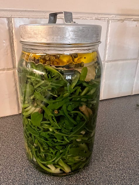 Stamnagathi Pickles