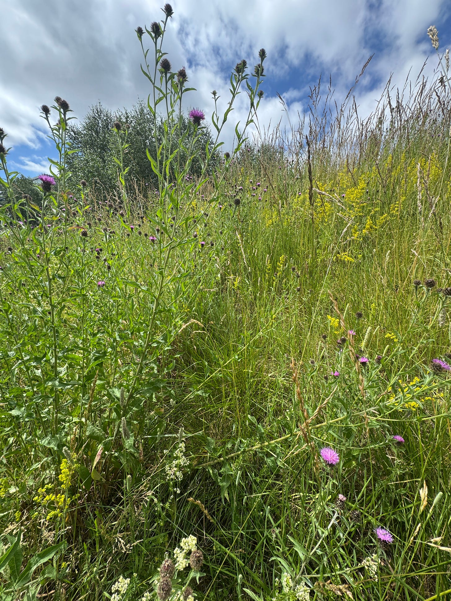 A summer meadow