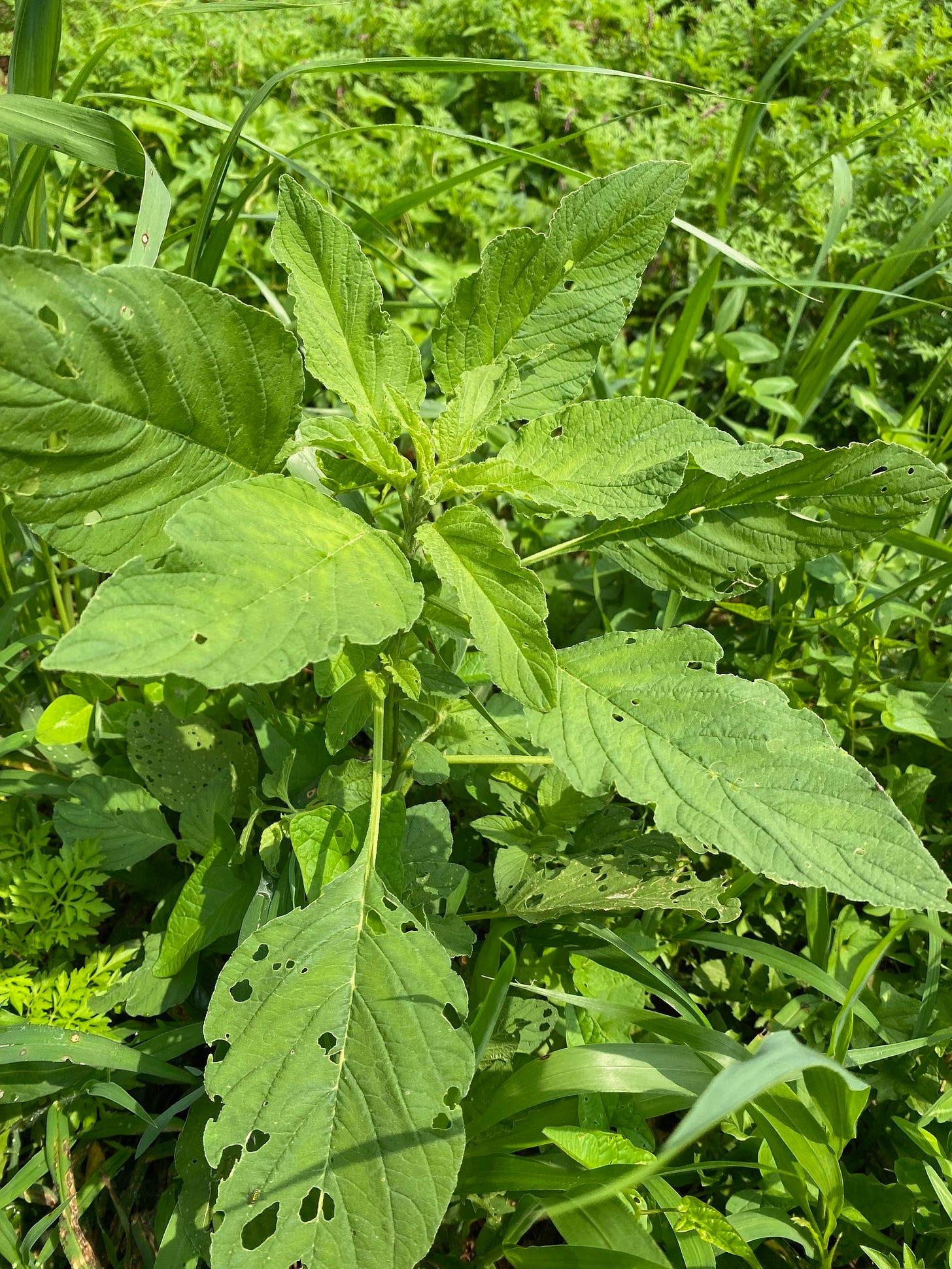 red root amaranth top red root amaranth top