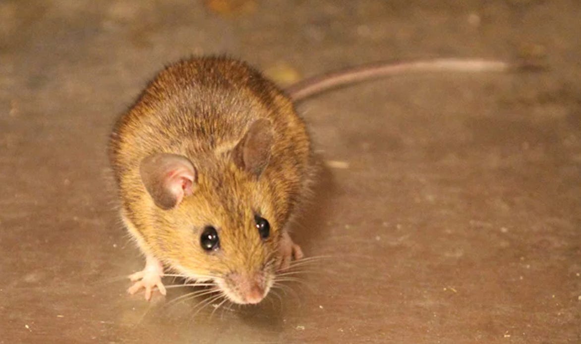 mouse