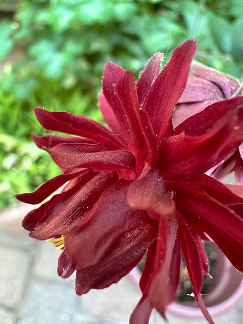 different colored Columbine flowers - purple, pink, purple and white, burgundy, orange and yellow