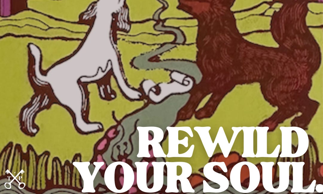 Rewild Your Soul
