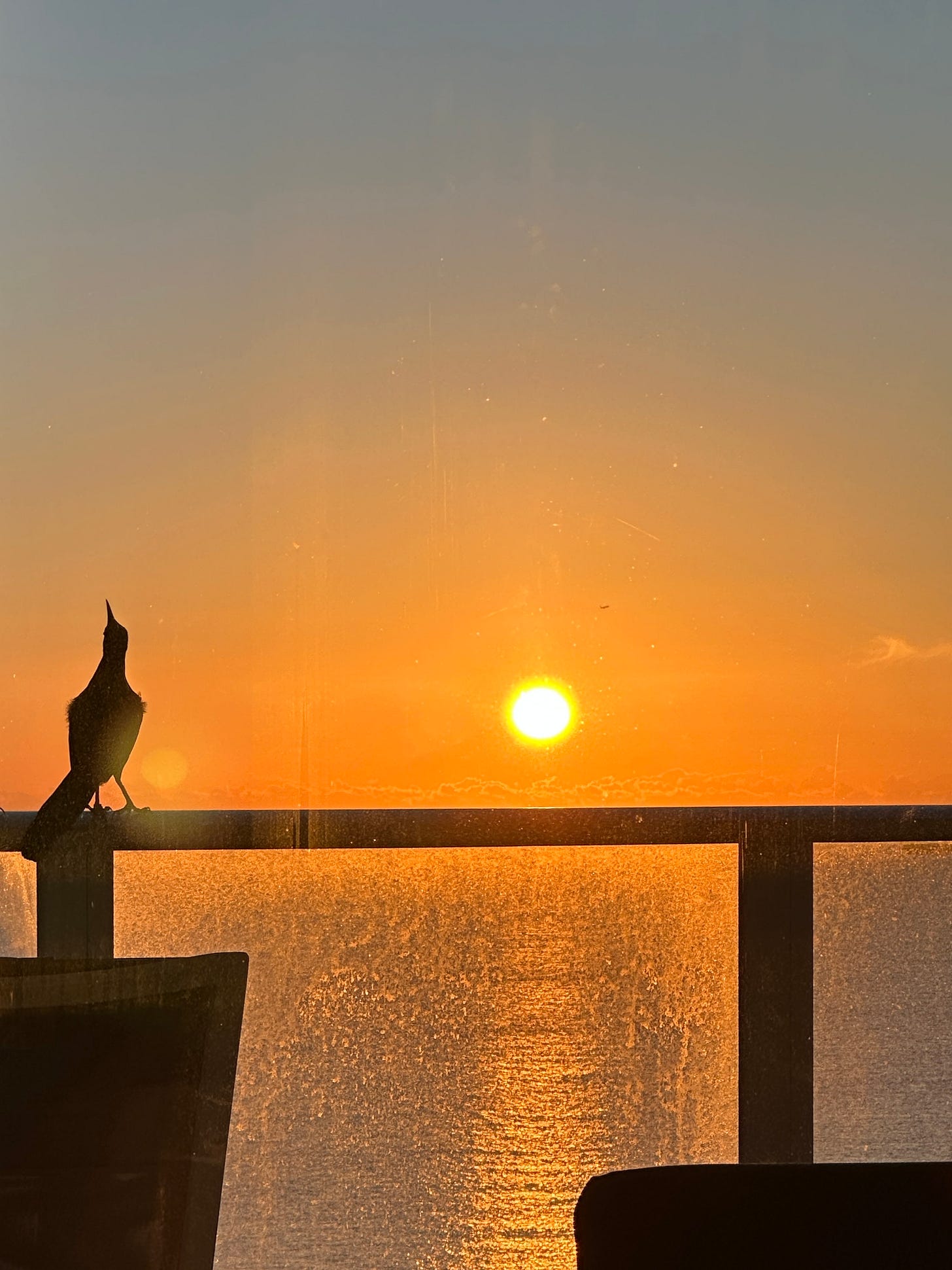 Both the artist and the birds rejoice at the dawn of a new day in the photograph captured in Florida by Jenny Gallo of Carrot Top Studio.