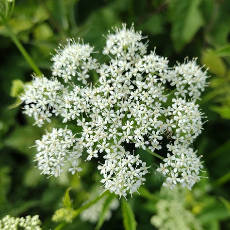 The white, ball shaped umbelliferous flowers of ground elder, the ternate leaves and a froth of white flowers