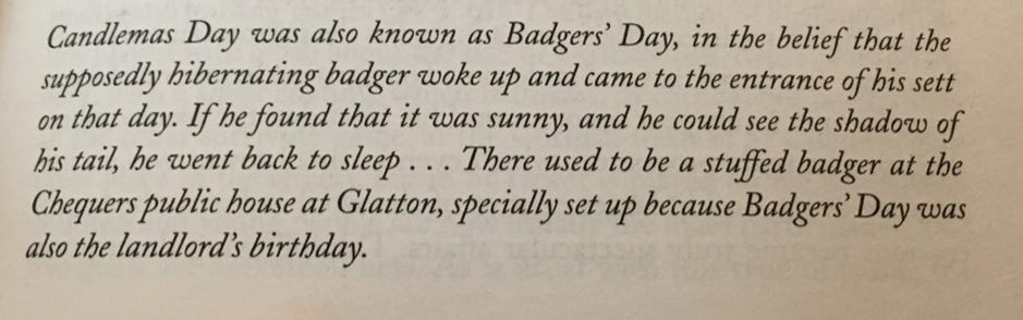 Candlemas Day was also known as Badgers’ Day, in the belief that the supposedly hibernating badger woke up and came to the entrance of his sett on that day. If he found that it was sunny, and he could see the shadow of his tail, he went back to sleep … There used to be a stuffed badger at the Chequers public house at Glatton, specially set up because Badgers’ Day was also the landlord’s birthday