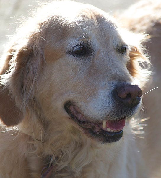File:Golden-retriever-DSC 0333.jpg