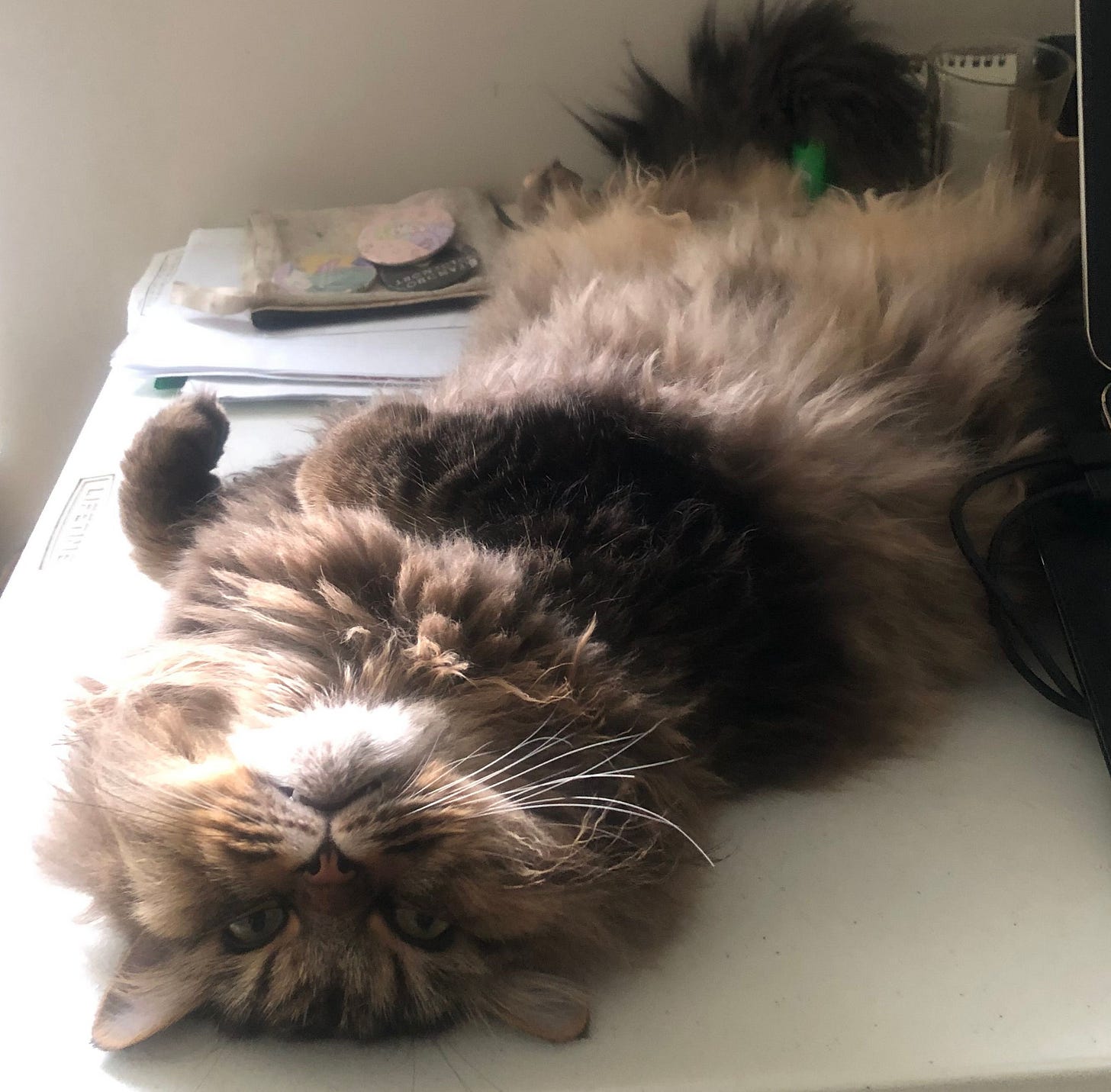 Bonkey is lying on its back next to the computer, soaking up a sunbeam on its neck and belly, which is extremely floofy. Bonkey’s tail of long black fur is curled up behind it. Bonkey is lying on its back next to the computer, soaking up a sunbeam on its neck and belly, which is extremely floofy. Bonkey’s tail of long black fur is curled up behind it.