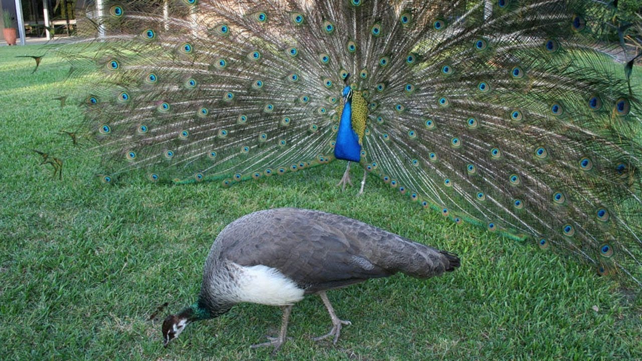 Watch a peacock get a female's attention—by making her head vibrate |  Science | AAAS