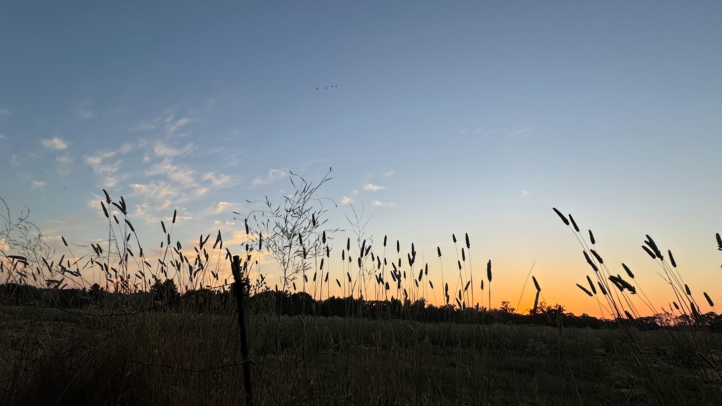 Field at sunset wit a few clouds in the sky