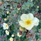 unexpected May flowers