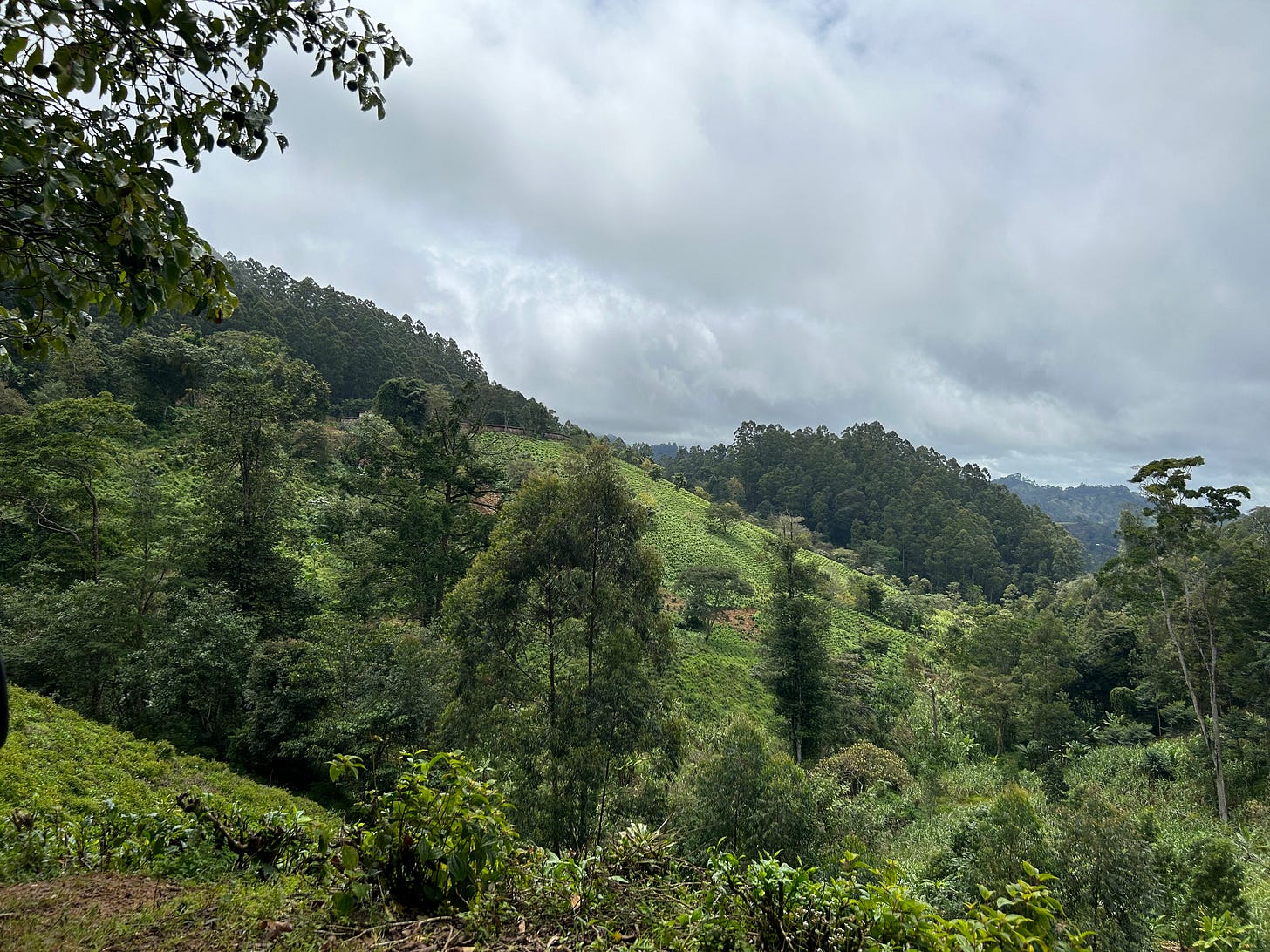 ID: Hilly African tea field