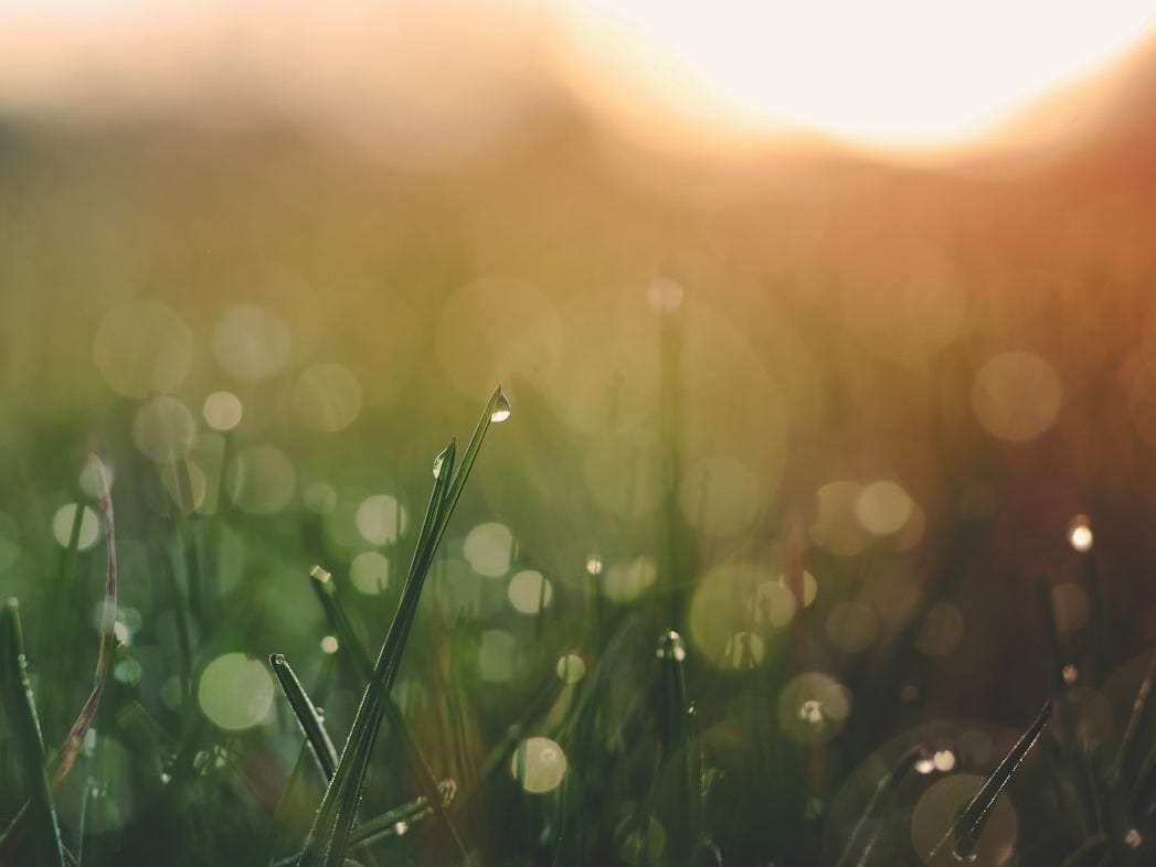 selective focus of green gras