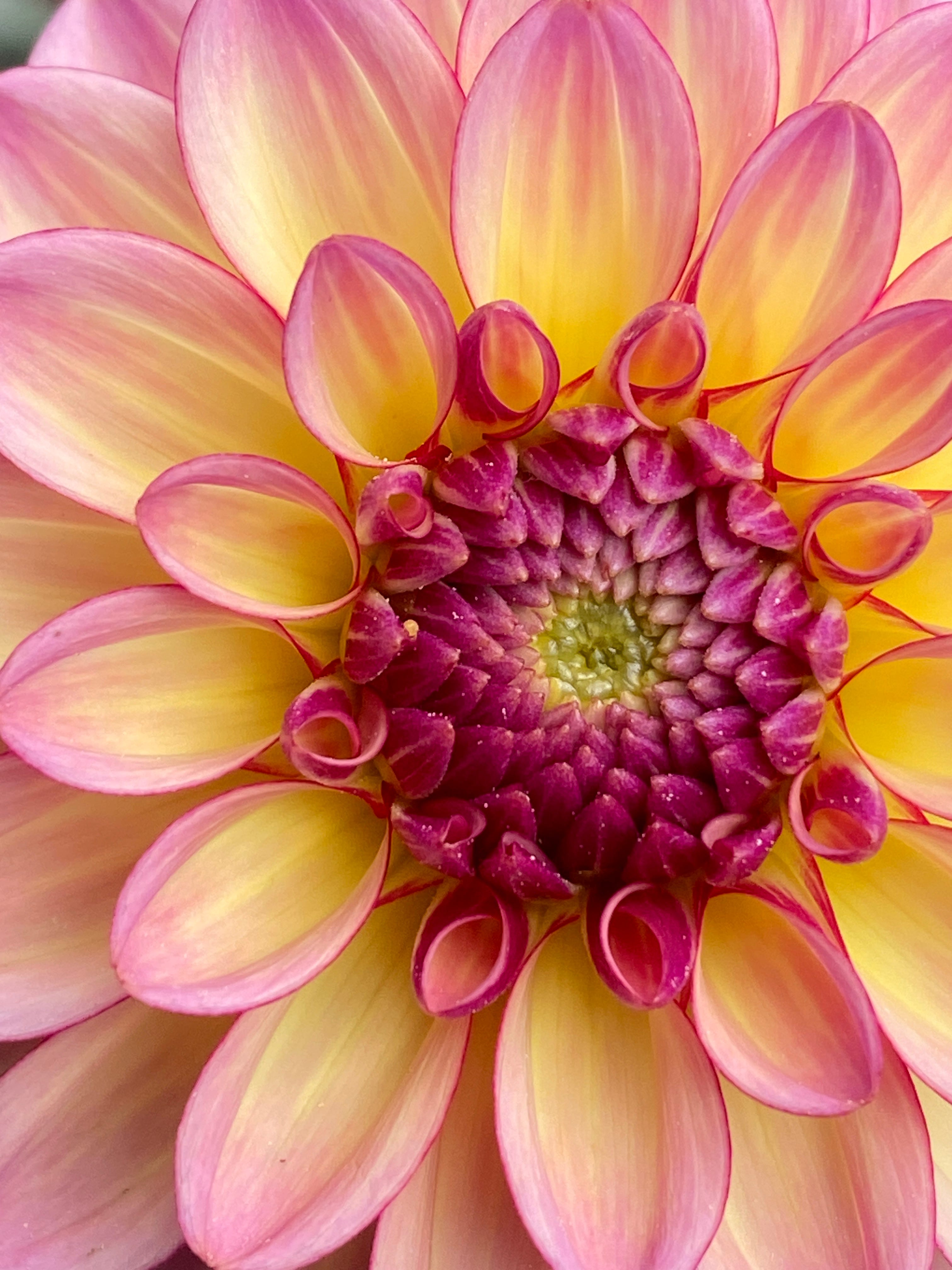 Hail the Dahlia. Yes, More Dahlias! - by Tatyana Sussex