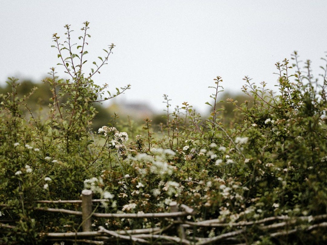 a wooden fence surrounded by bushes and flowers a wooden fence surrounded by bushes and flowers