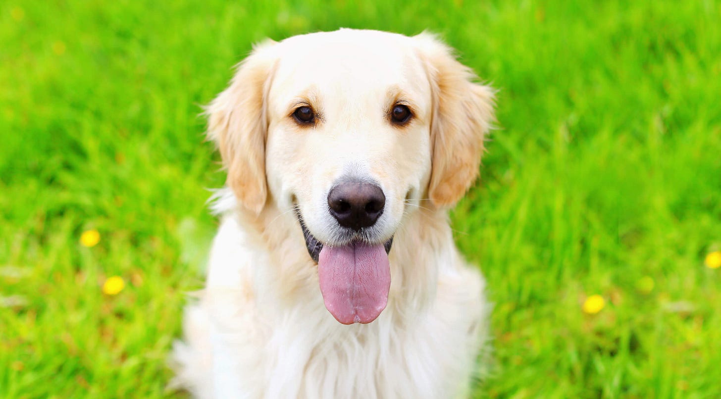 Sto procent psa w psie! Golden retriever - opis rasy|Rikoland