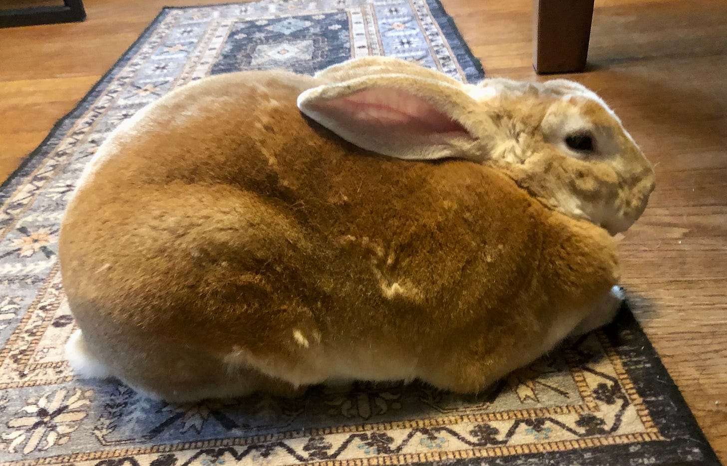 Rabbit at rest