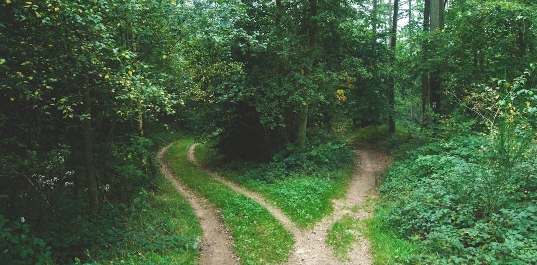 two roads between trees