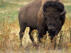 This may contain: an image of a bison in the wild