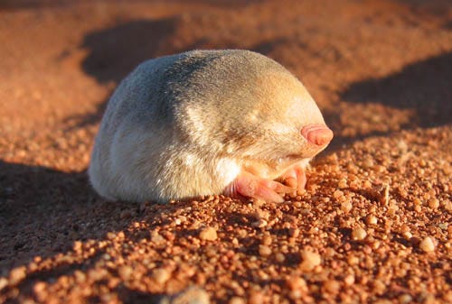 A small, round creature sits on sand. It's fur is short and quite shiny, it has a tiny pale pink nose, and small pale pink front paws which it holds together in front of its round body. There are no visible eyes, just smooth fur down to the nose.