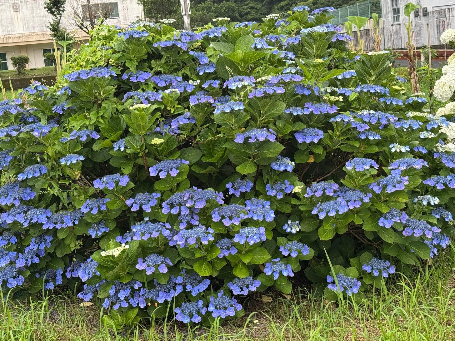 道端に咲いていることに気づけた紫陽花 道端に咲いていることに気づけた紫陽花