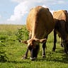 Earth Song Farm