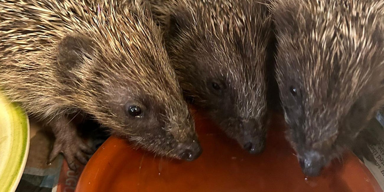 Happy birthday Brockworth Hedgehog Rescue!