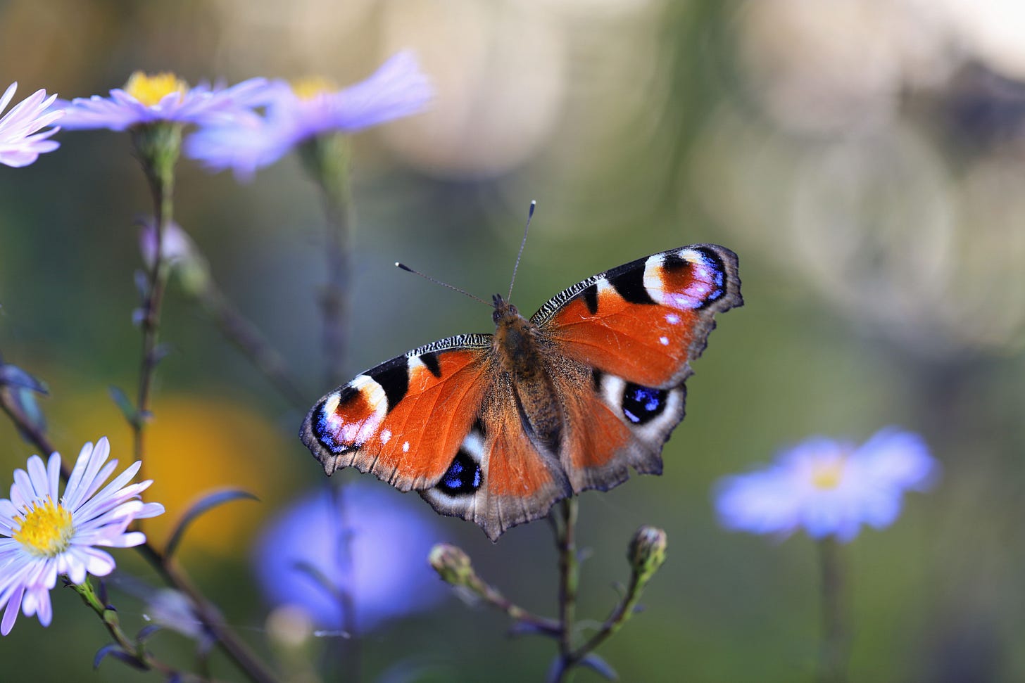 A vibrant peacock butterfly resting on purple aster flowers in a sunlit garden.